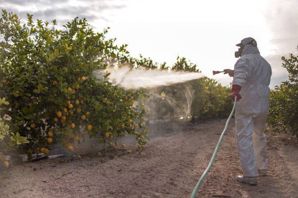 Best Affordable Pest Control Services  in Many, LA