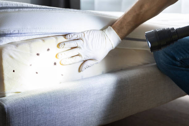 Best Rat Extermination Near Me  in Many, LA
