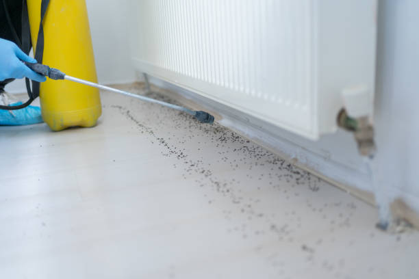 Best Emergency Pest Control  in Many, LA