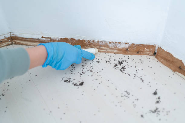 Best Termite Control Services  in Many, LA